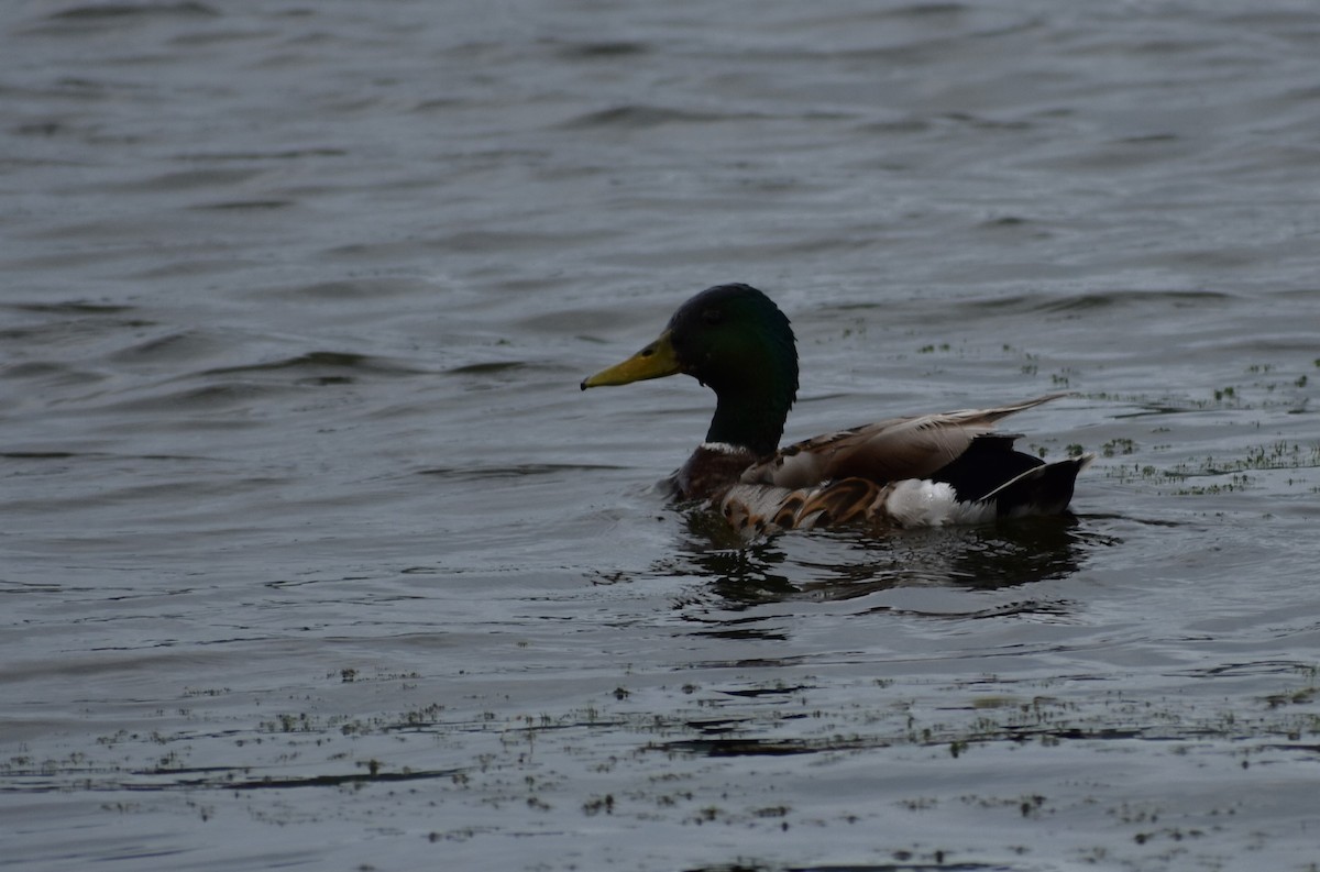 Mallard - ML637913628