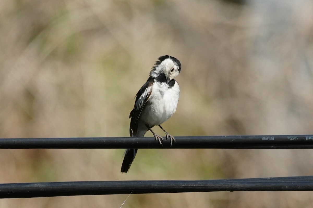 White Wagtail (Chinese) - ML637913631