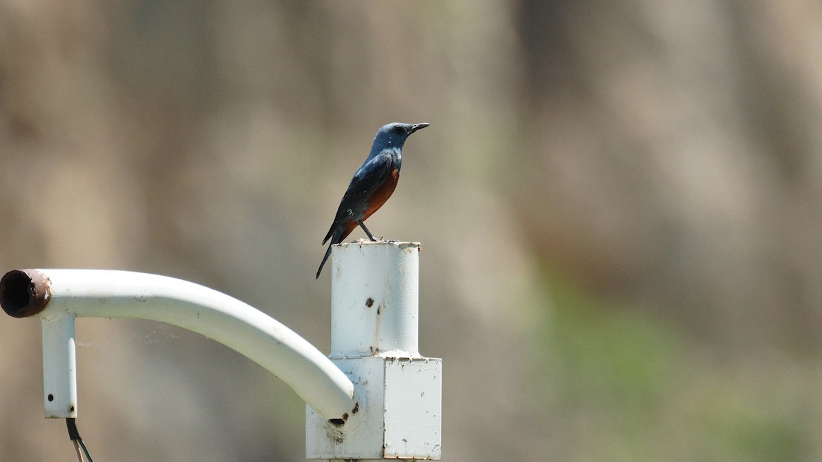 Blue Rock-Thrush - ML637913635
