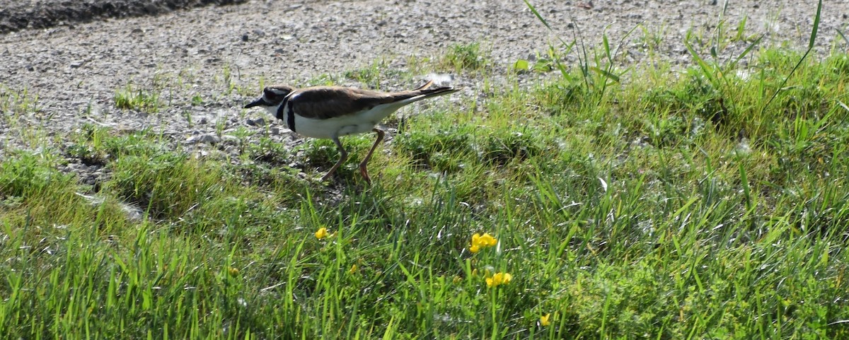 Killdeer - ML637913638