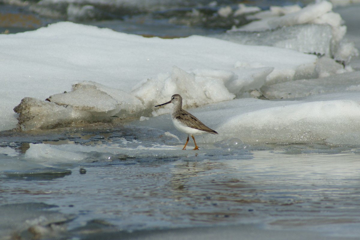 Terek Sandpiper - ML637913654
