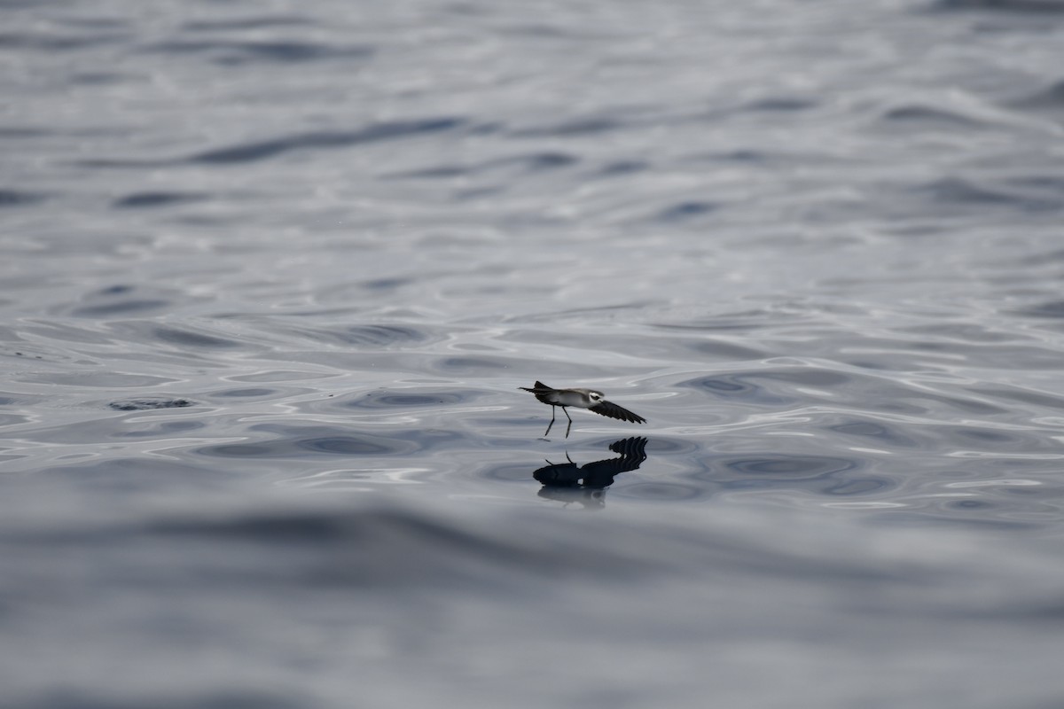 White-faced Storm-Petrel - ML637913656