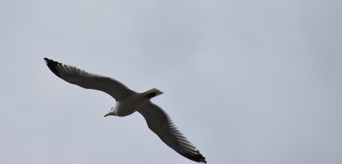 Ring-billed Gull - ML637913662
