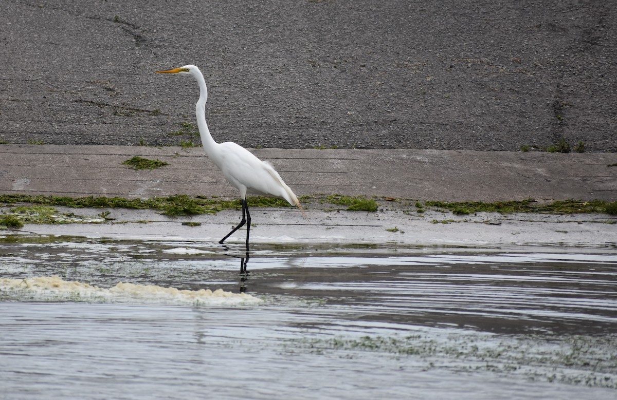 Great Egret - ML637913668