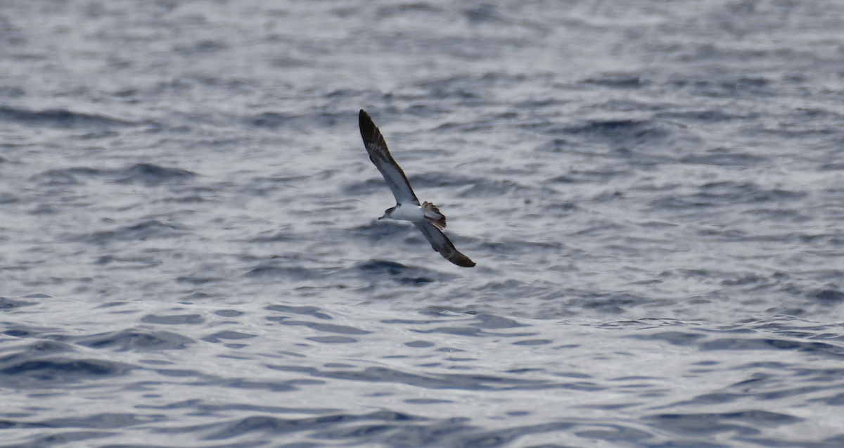 Streaked Shearwater - ML637913680