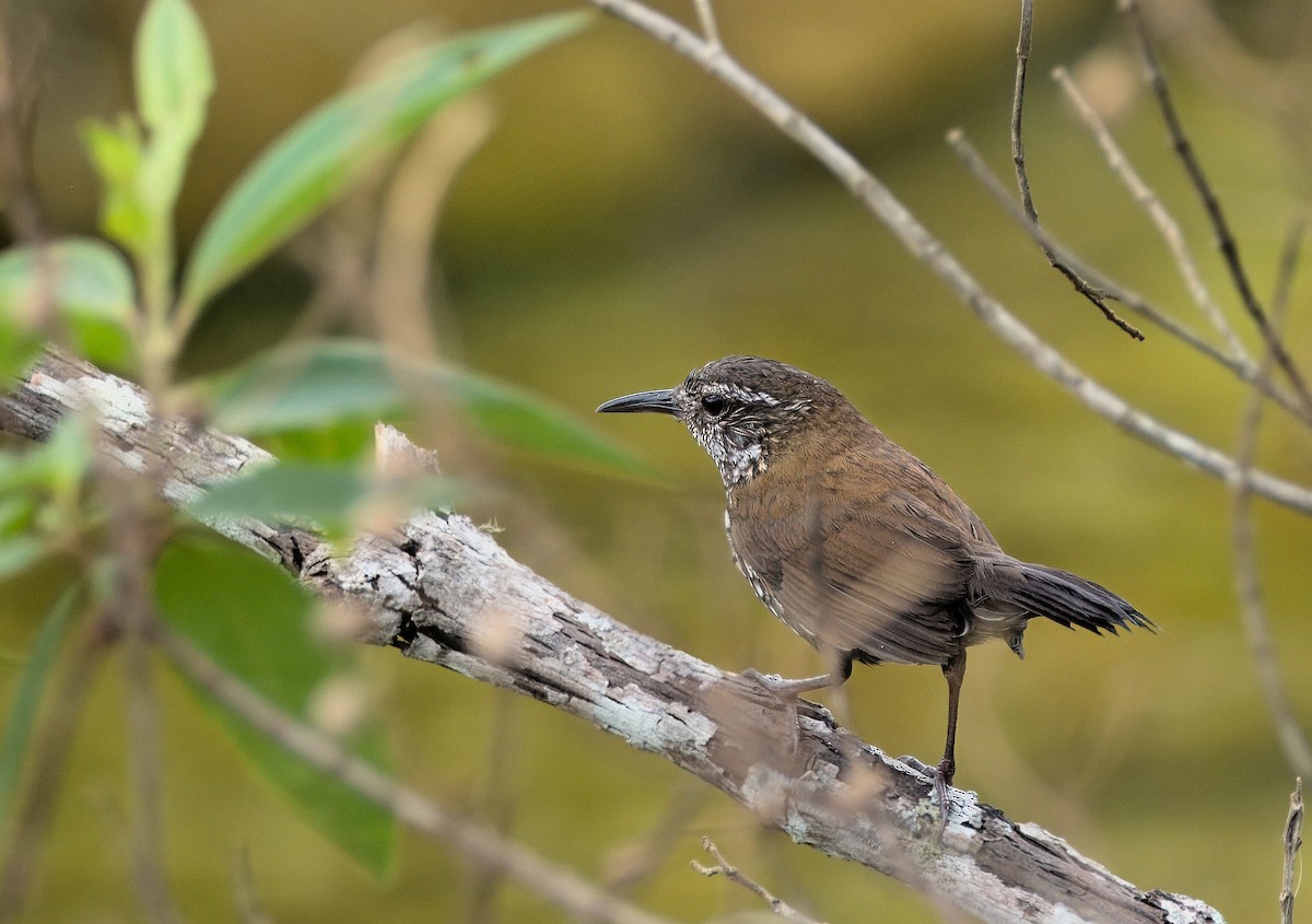 Sharp-tailed Streamcreeper - ML637913681
