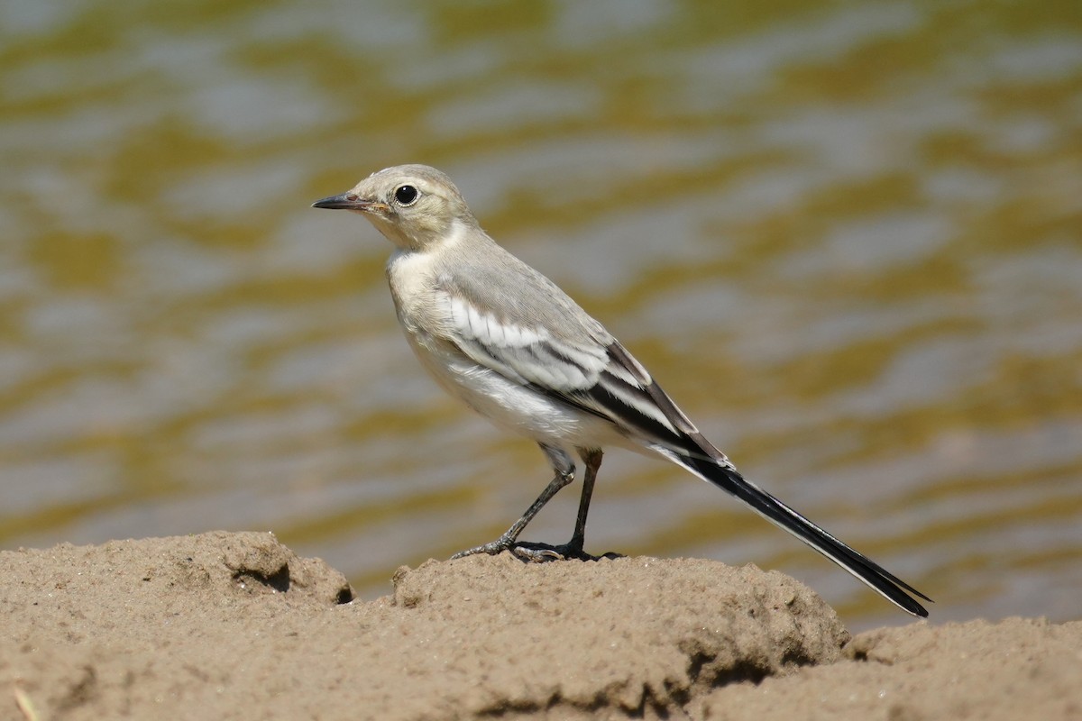 White Wagtail (Chinese) - ML637913682