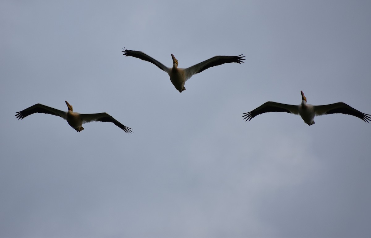 American White Pelican - ML637913683
