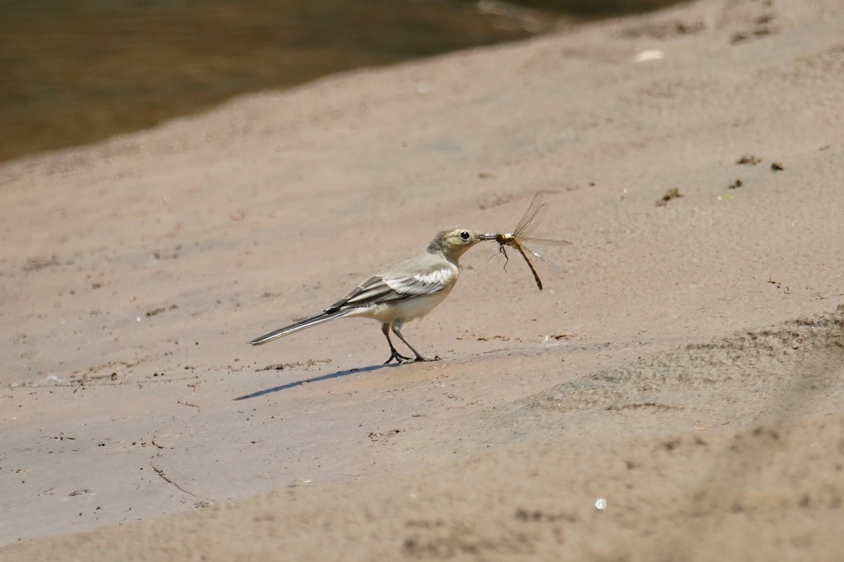 White Wagtail (Chinese) - ML637913686