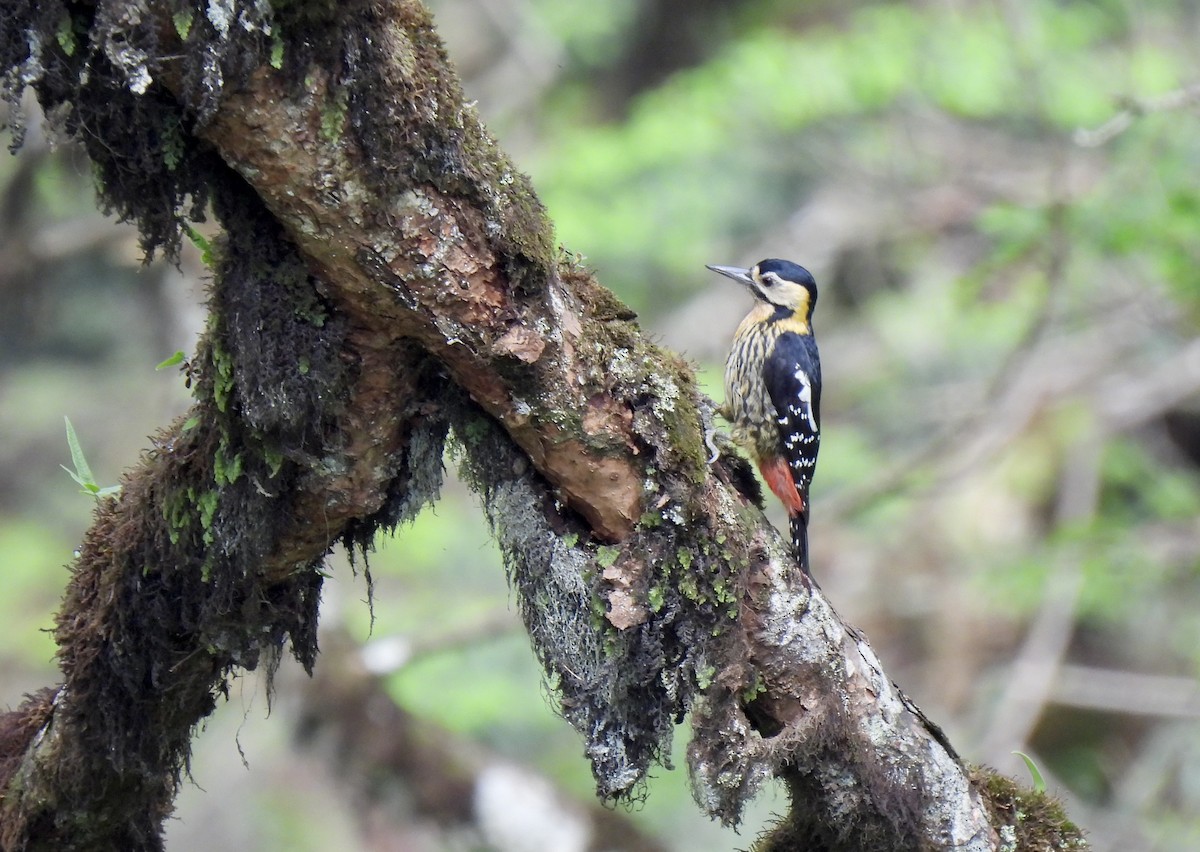 Darjeeling Woodpecker - ML637913687