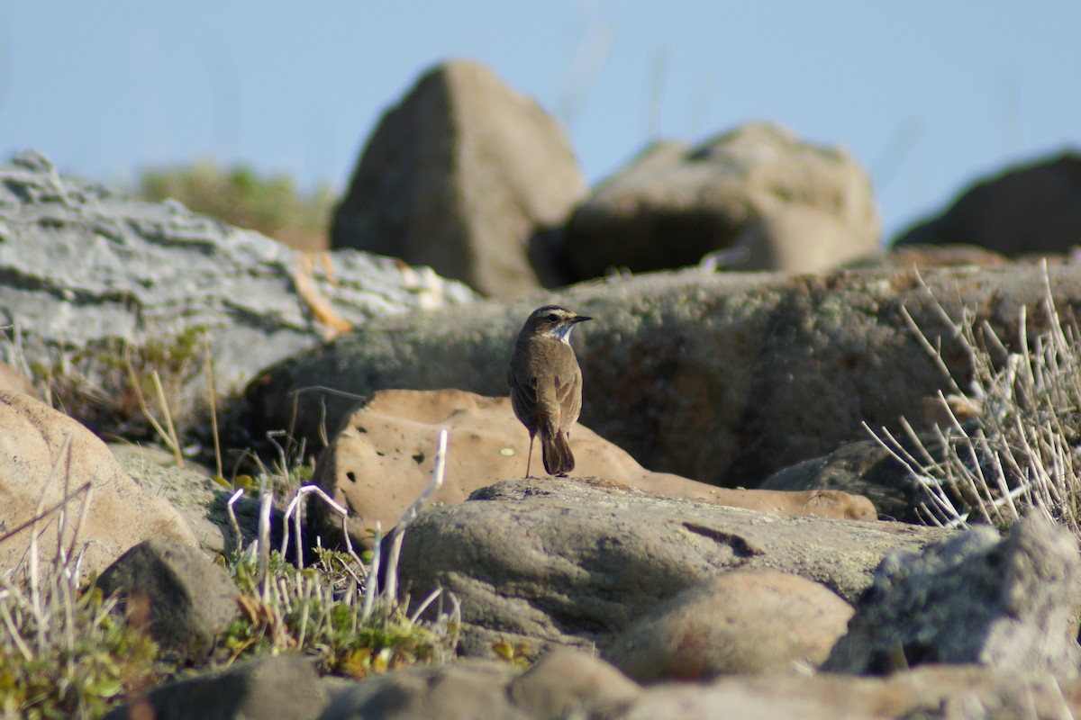 Bluethroat - ML637913691
