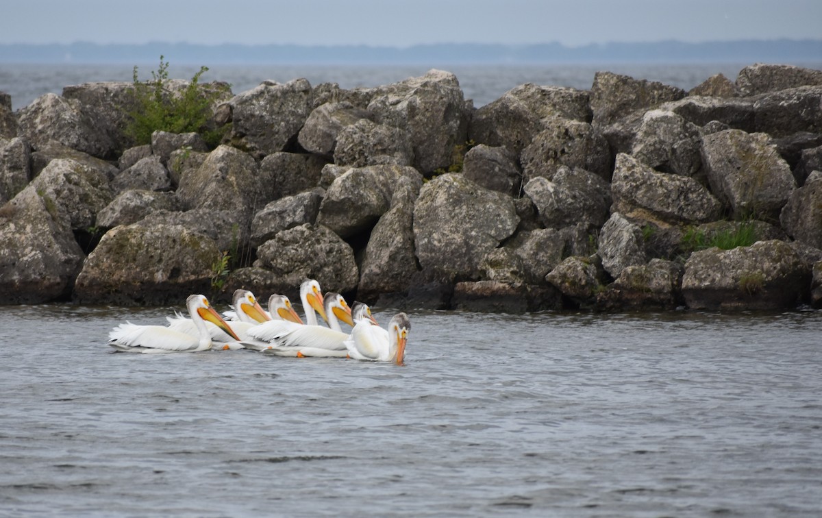 American White Pelican - ML637913693