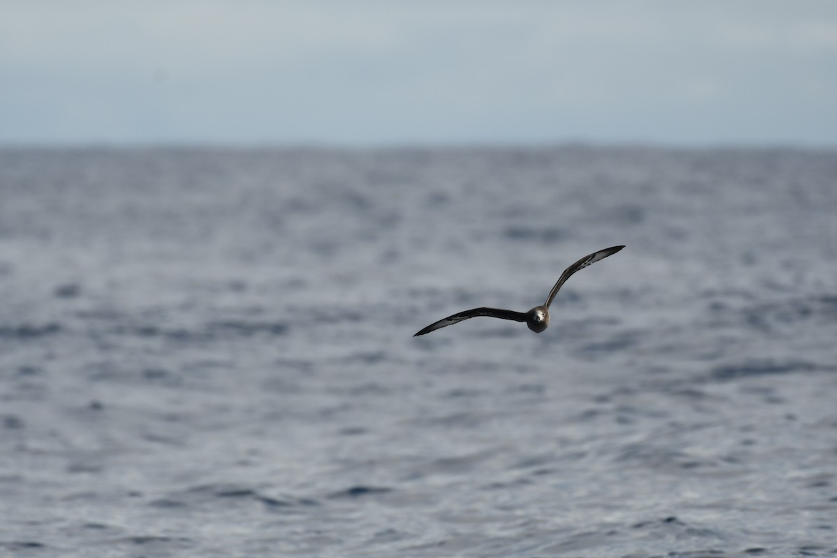 Providence Petrel - ML637913694
