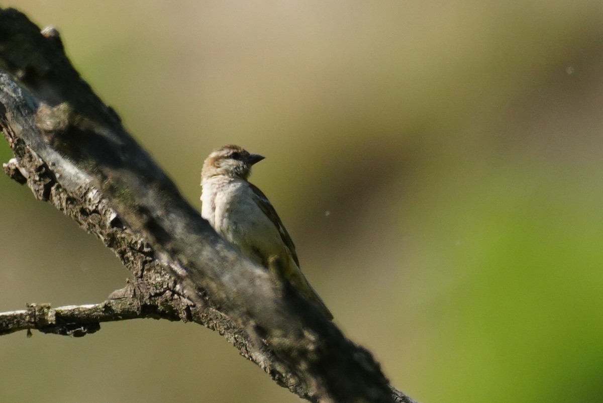 Russet Sparrow - ML637913697
