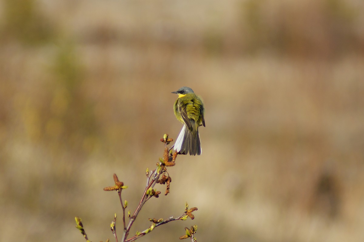 Western Yellow Wagtail - ML637913698