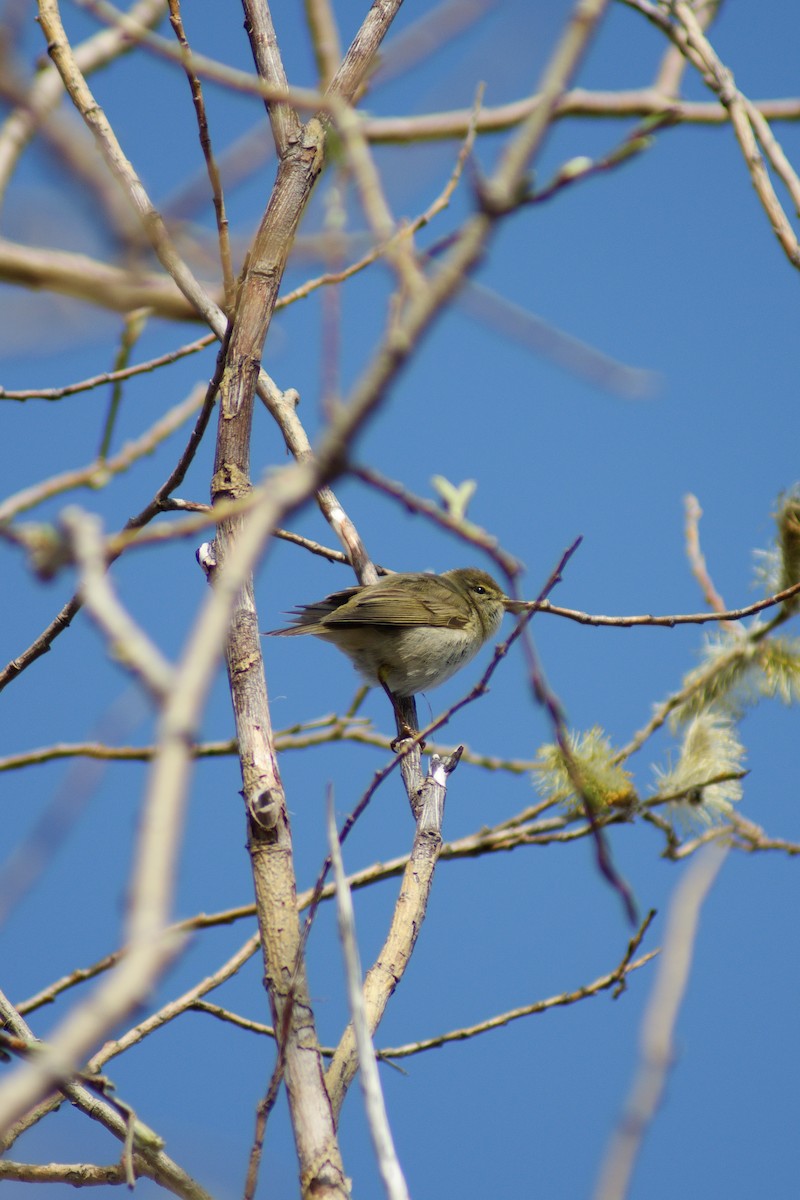 Common Chiffchaff - ML637913704