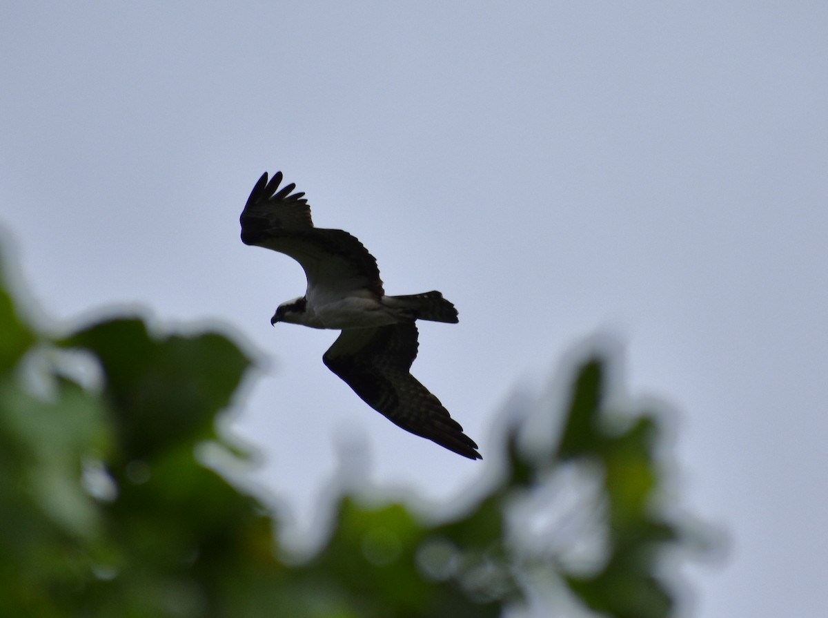 Osprey - ML637913717
