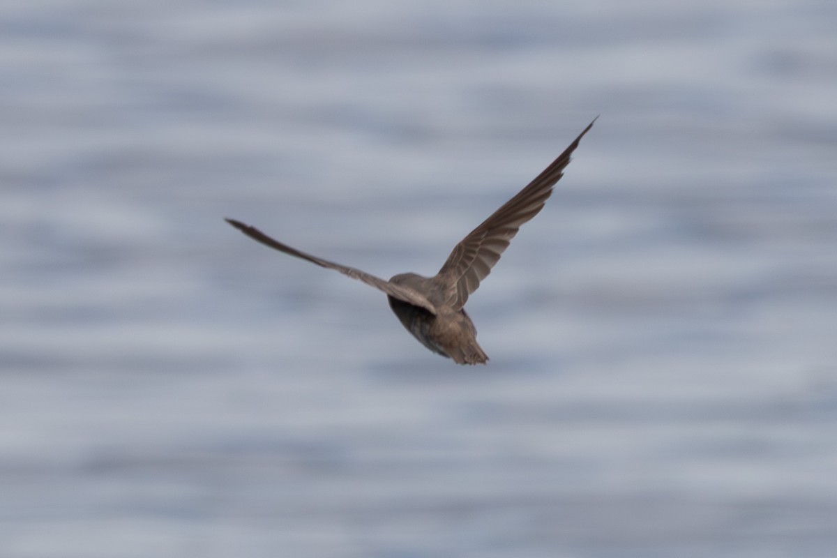 Plain Martin - ML637913728