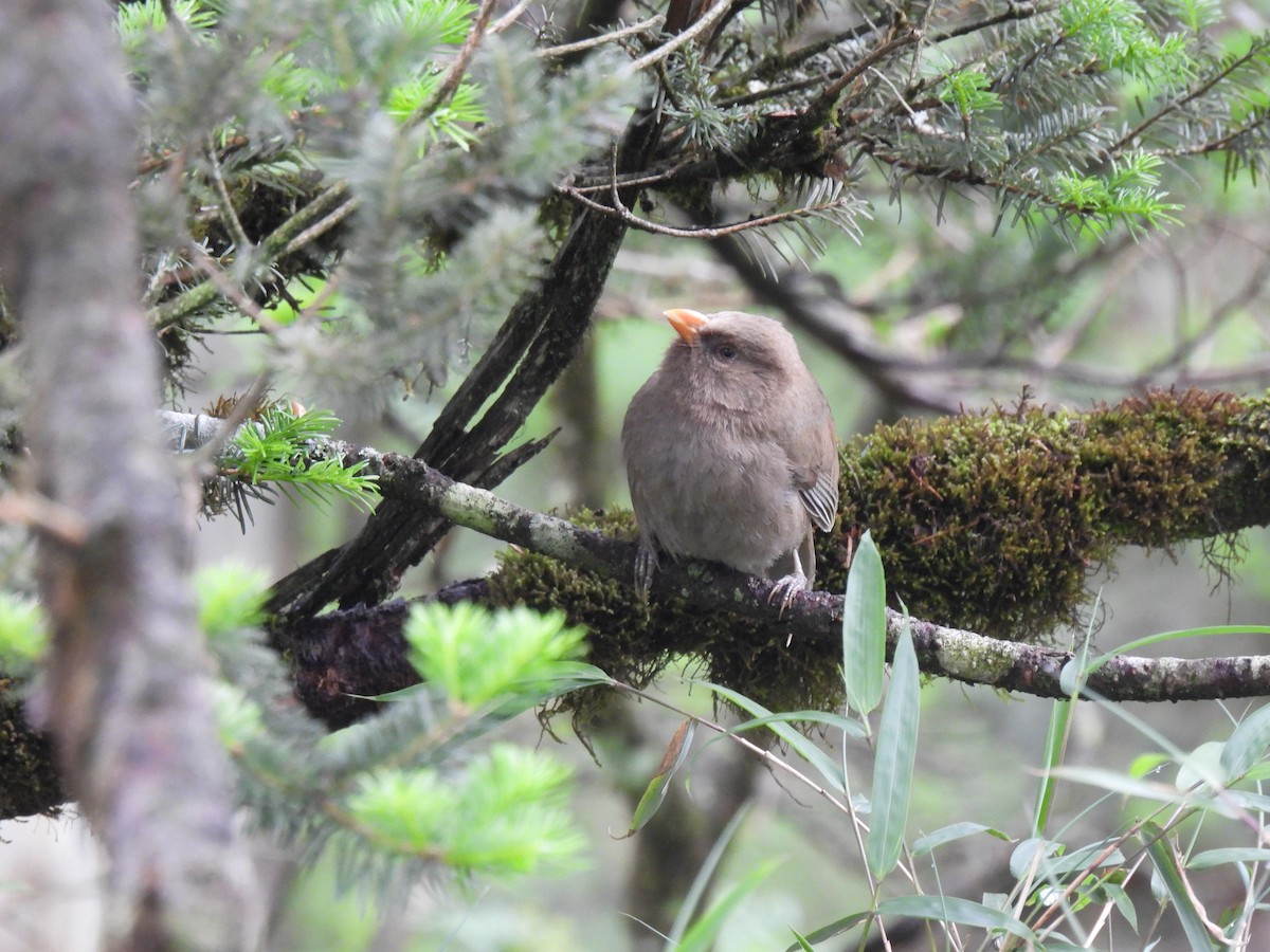 Great Parrotbill - ML637913729