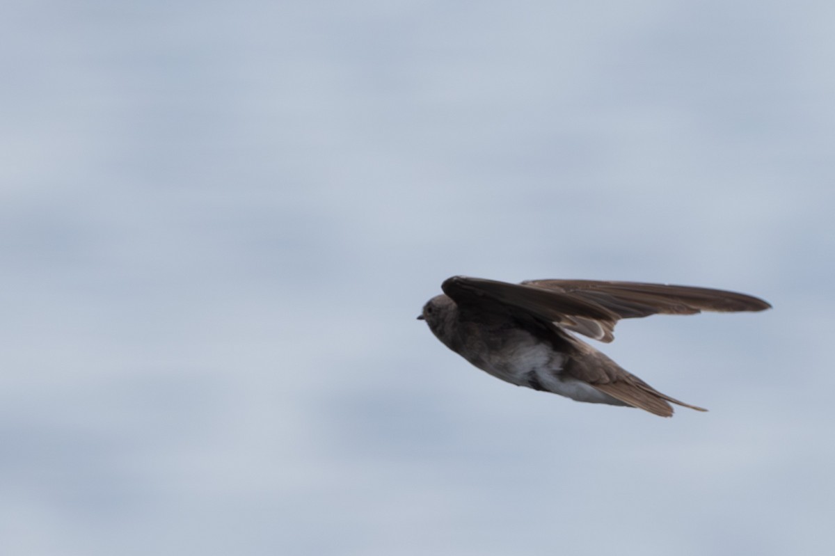 Plain Martin - ML637913732