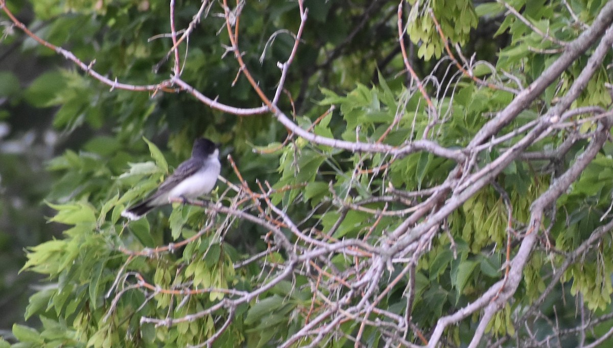 Eastern Kingbird - ML637913733