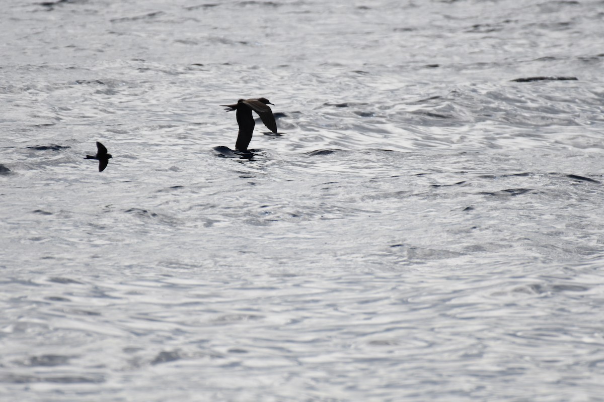 Wedge-tailed Shearwater - ML637913734