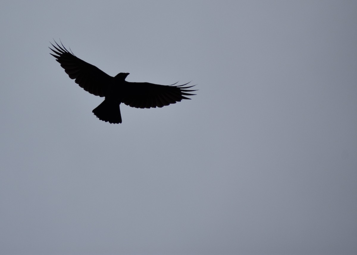 American Crow - ML637913739
