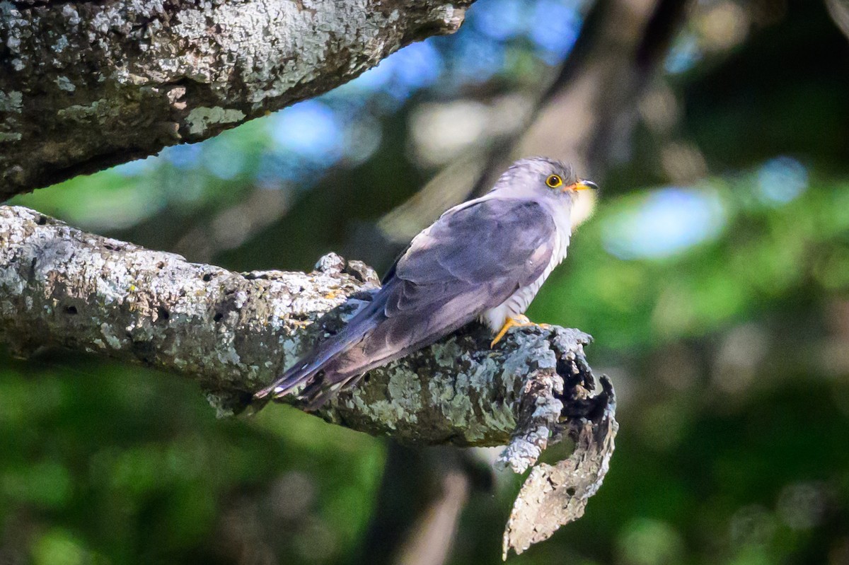 African Cuckoo - ML637913749