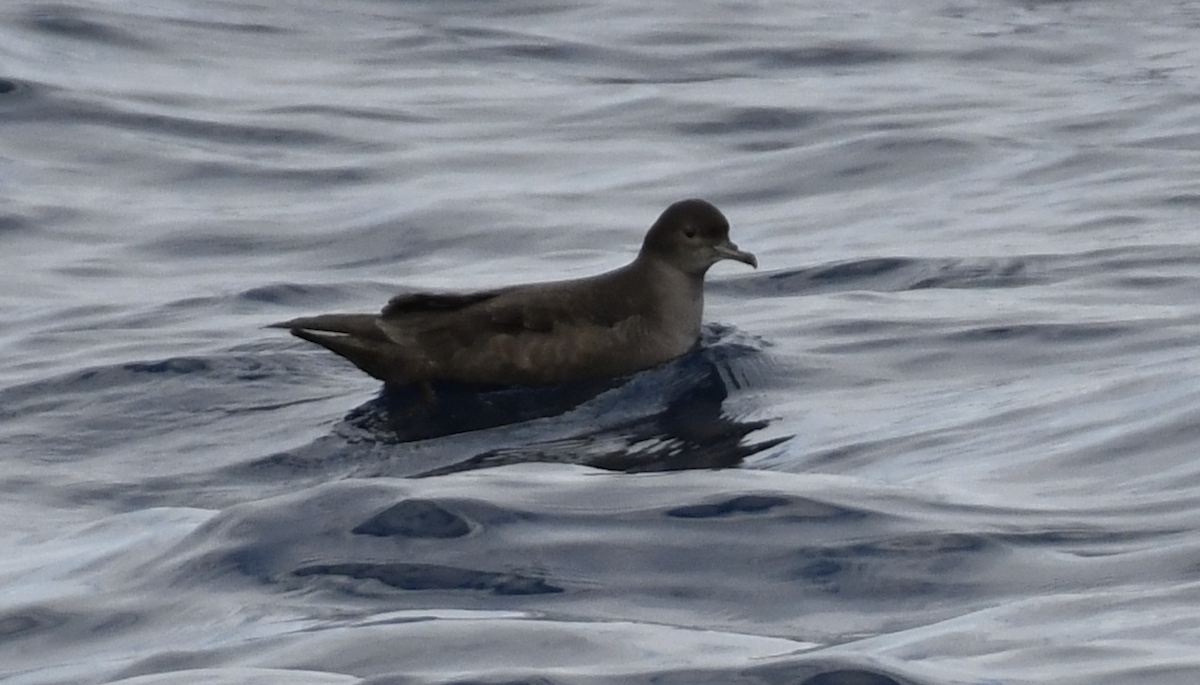 Short-tailed Shearwater - ML637913753