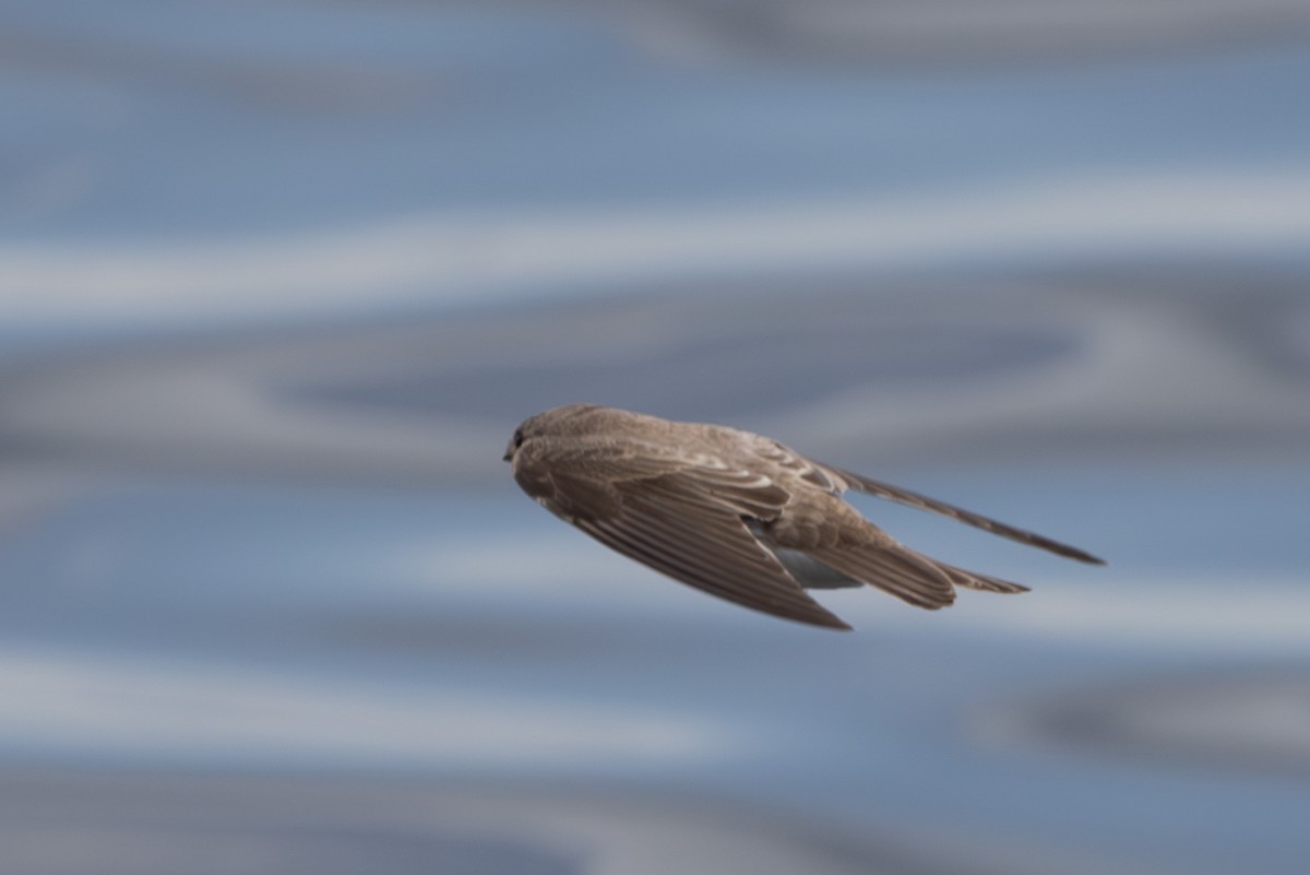 Plain Martin - ML637913764