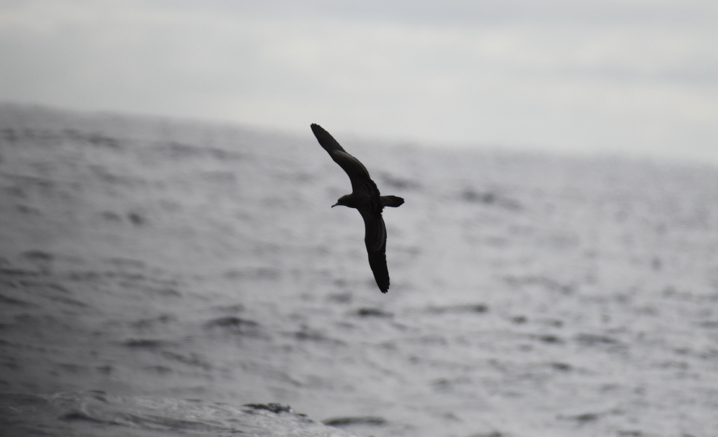 Wedge-tailed Shearwater - ML637913765