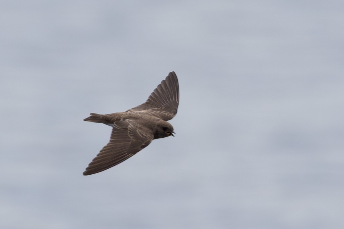 Plain Martin - ML637913766