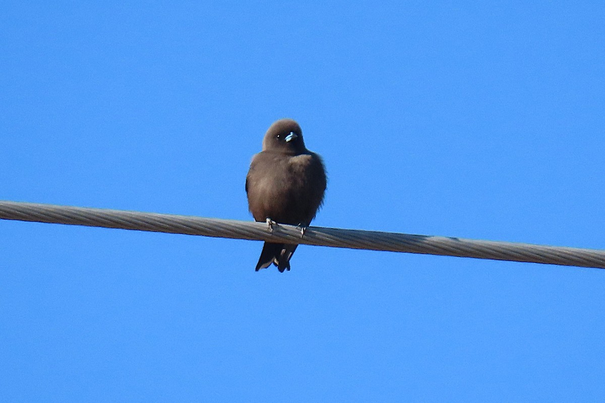 Dusky Woodswallow - ML637913768