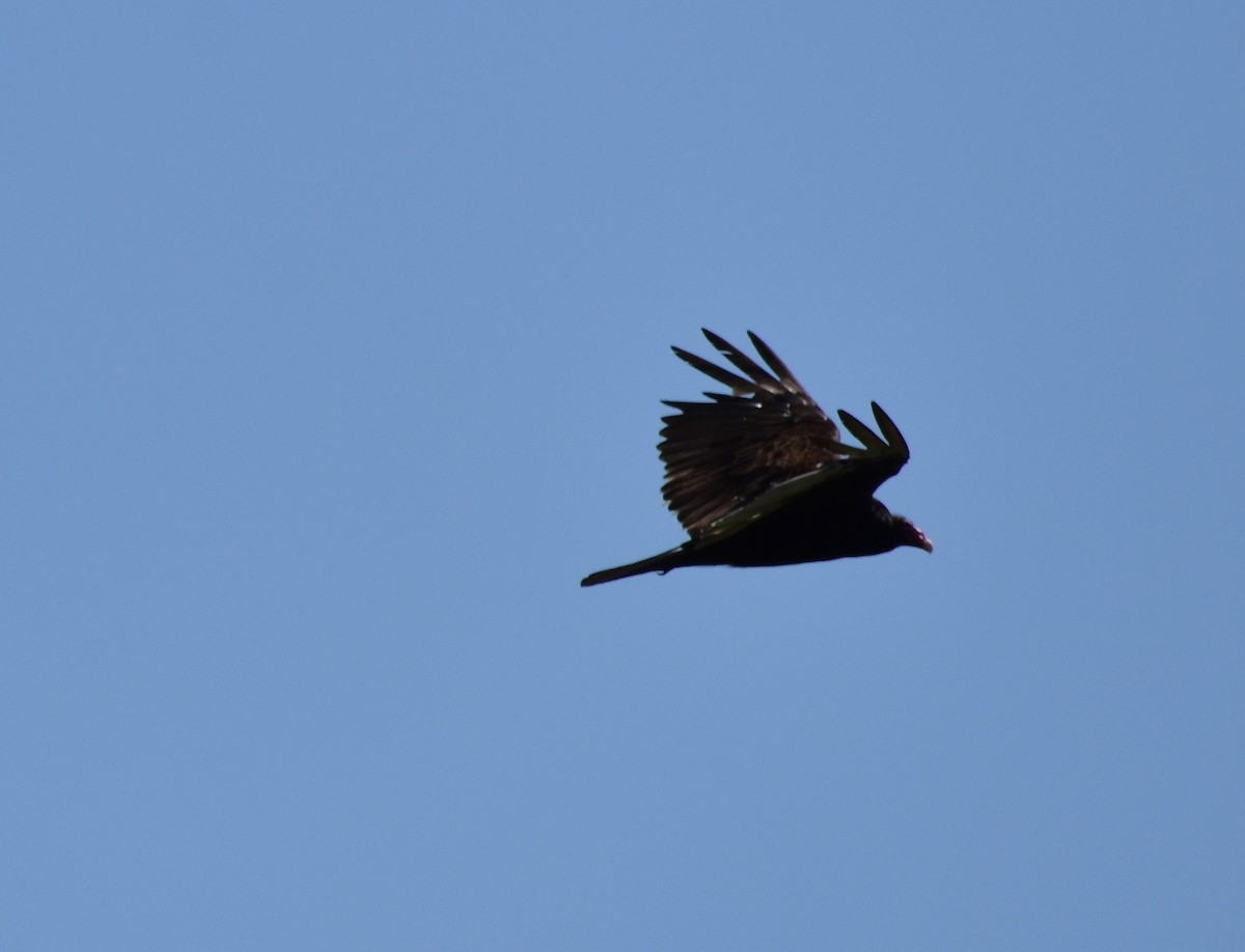 Turkey Vulture - ML637913802