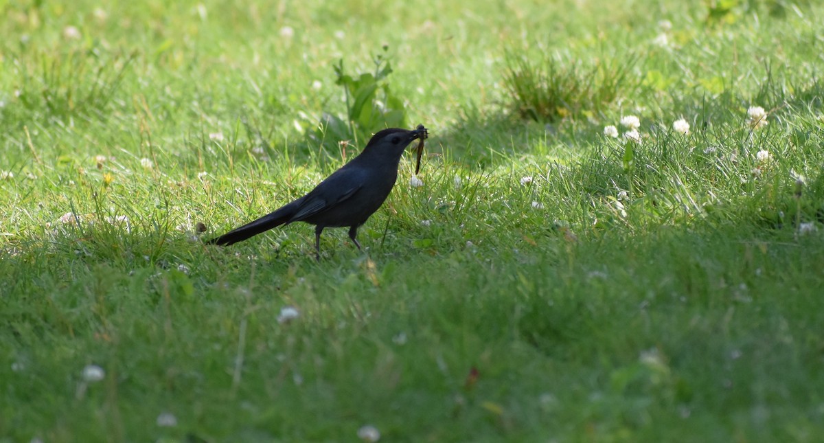 Gray Catbird - ML637913823