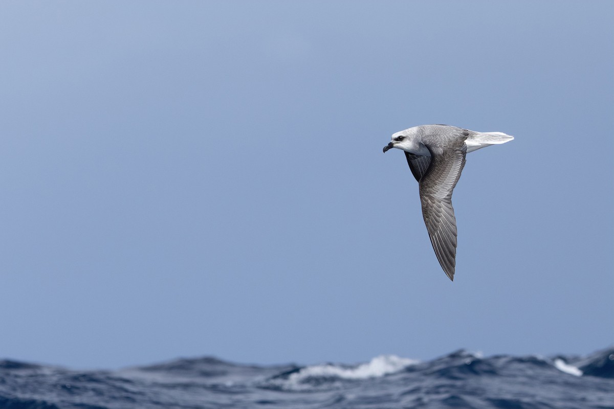 White-headed Petrel - ML637913851