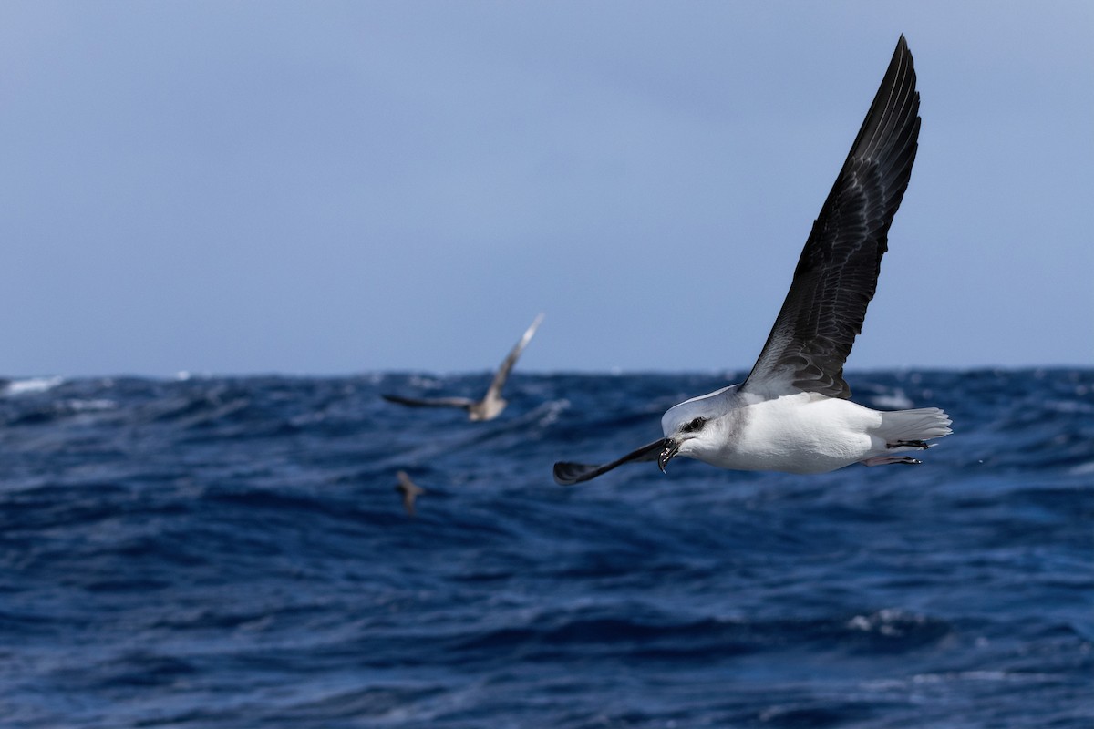 White-headed Petrel - ML637913854