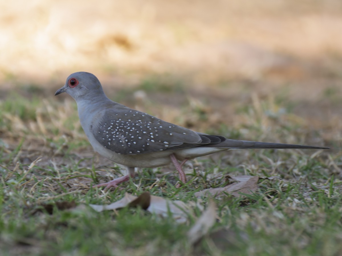 Diamond Dove - ML637913878