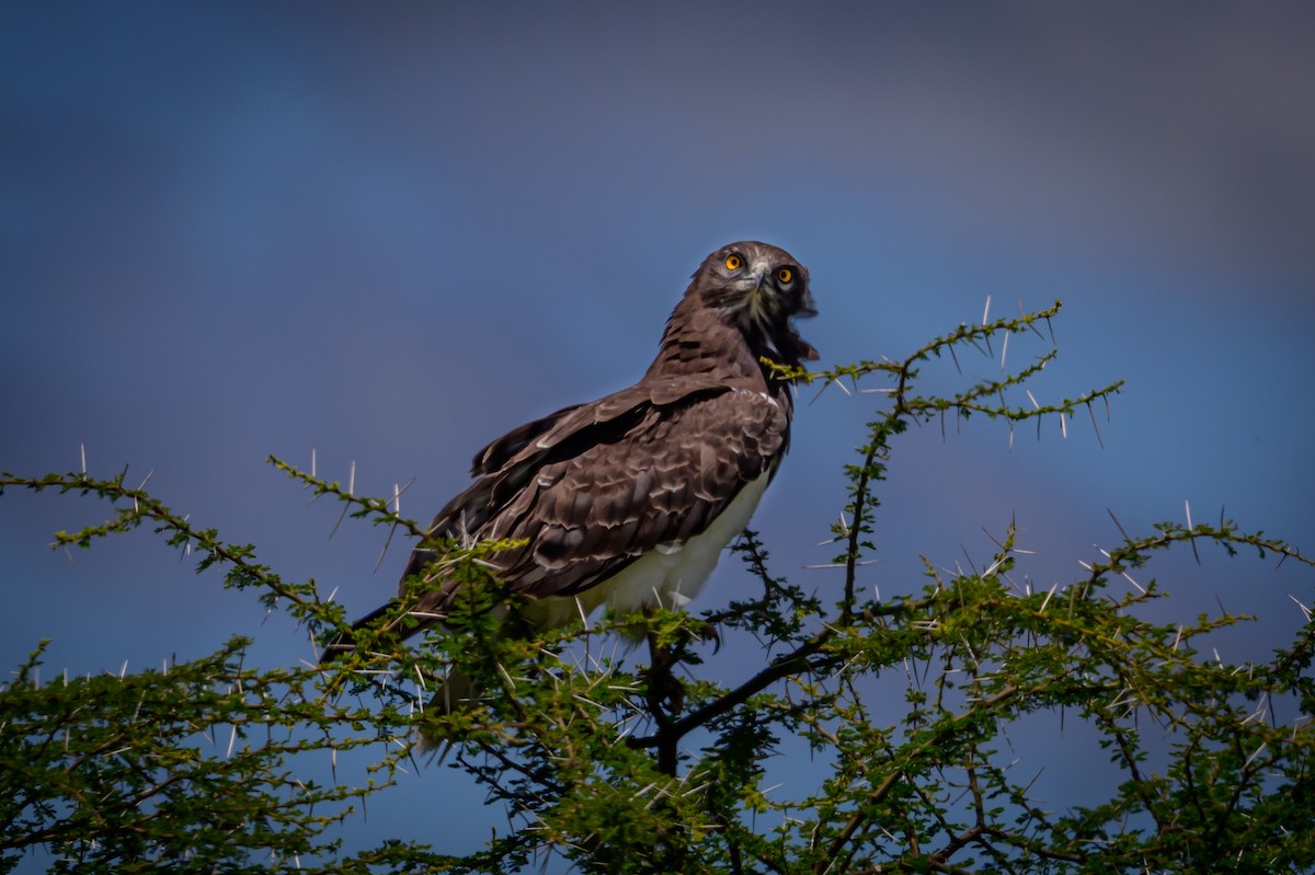 Black-chested Snake-Eagle - ML637913883