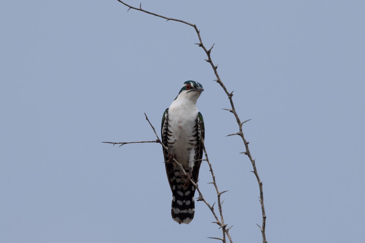 Dideric Cuckoo - ML637913885