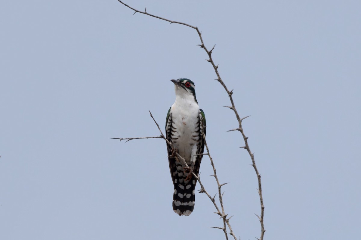 Dideric Cuckoo - ML637913886