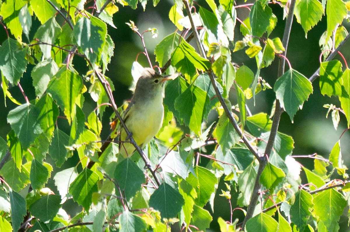 Icterine Warbler - ML637913898