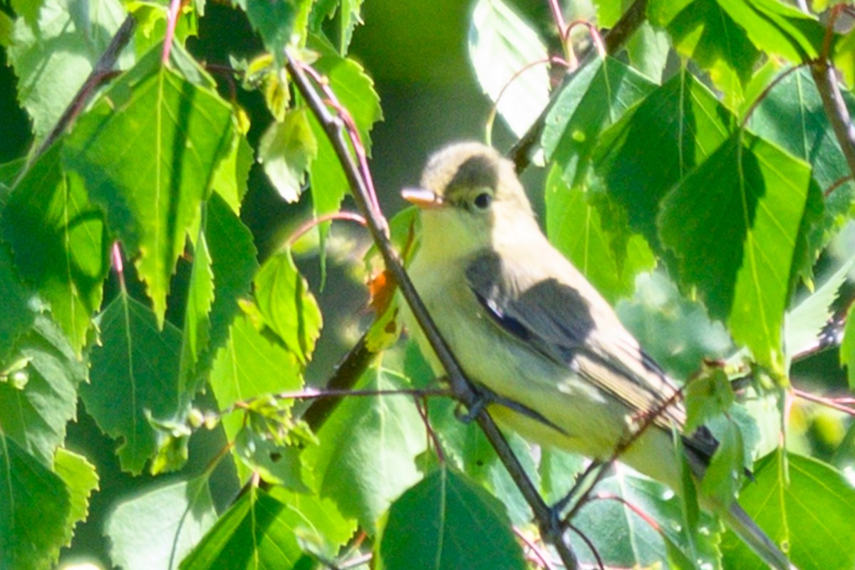 Icterine Warbler - ML637913900