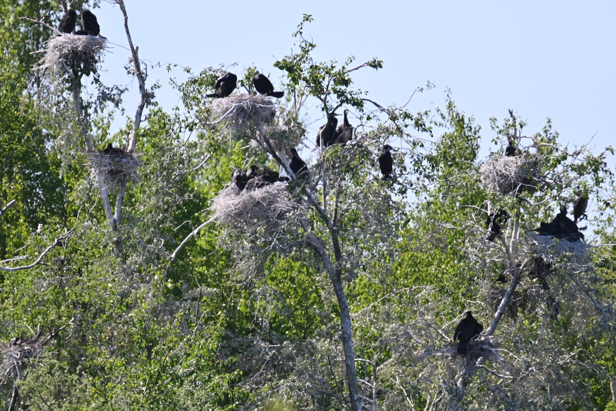 Cormorano - ML637913904