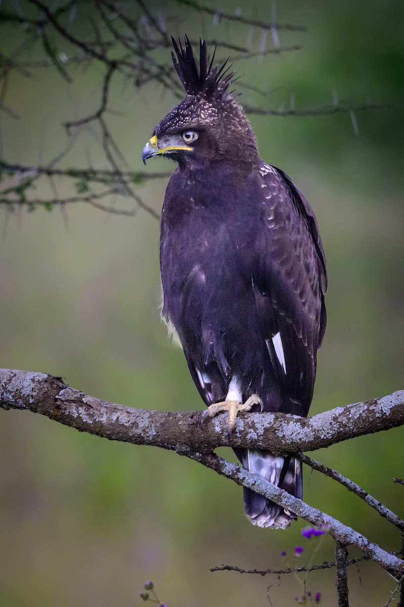Long-crested Eagle - ML637913912