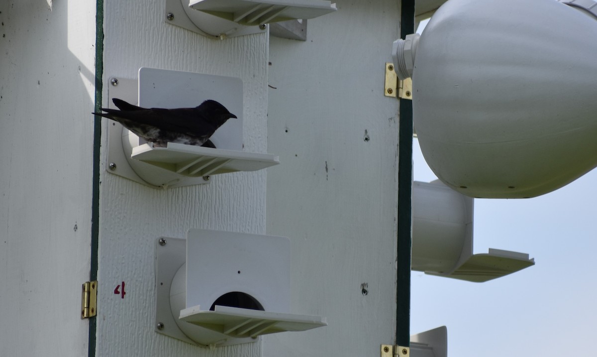 Purple Martin - ML637913916