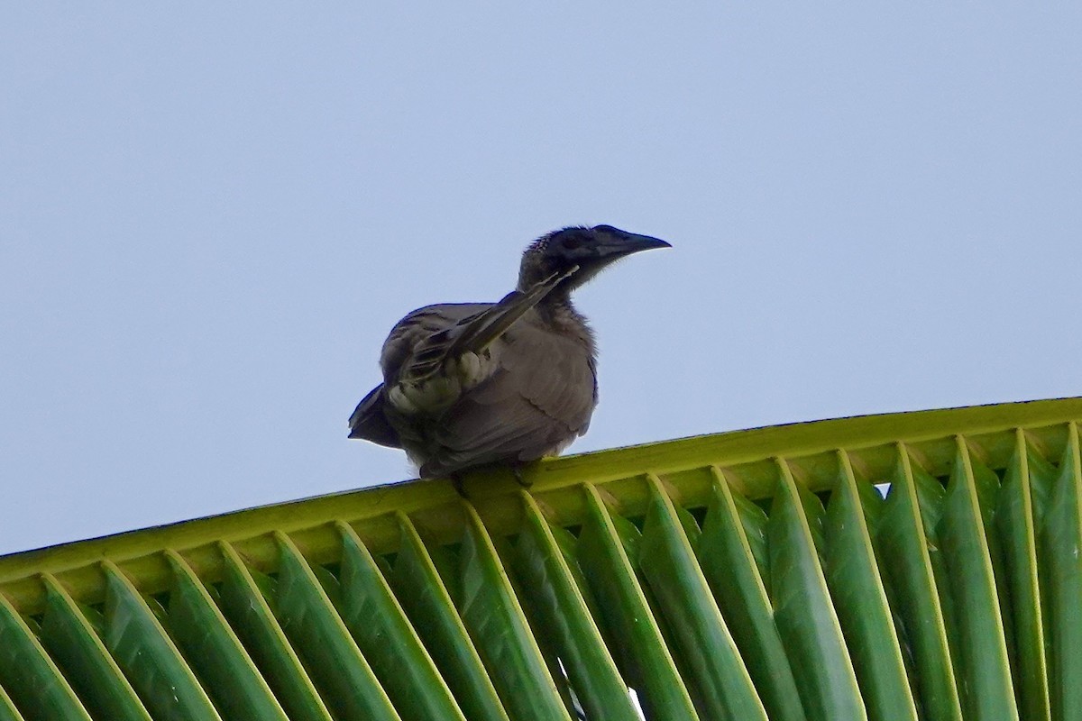 Helmeted Friarbird - ML637913954