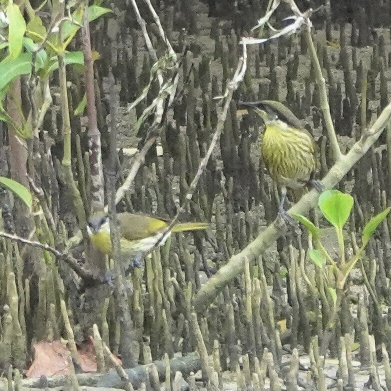 Varied Honeyeater - ML637913984
