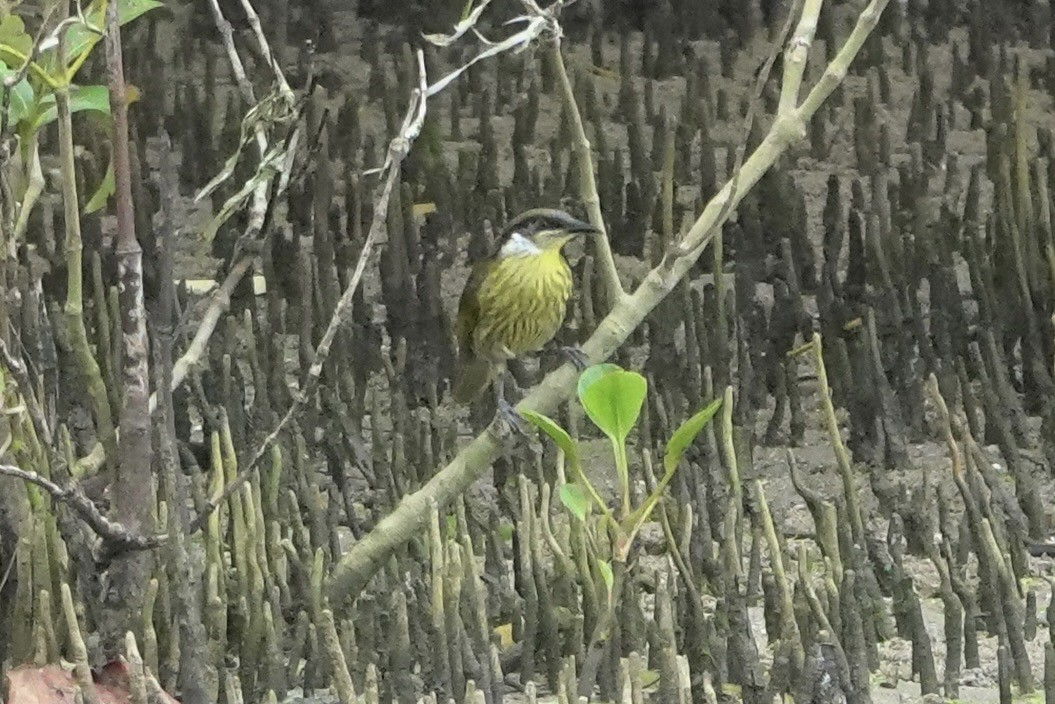 Varied Honeyeater - ML637913985