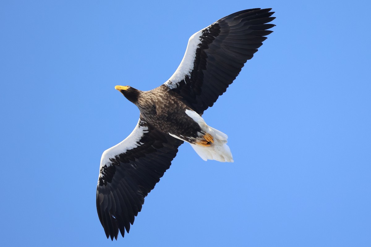 Steller's Sea-Eagle - ML637913987